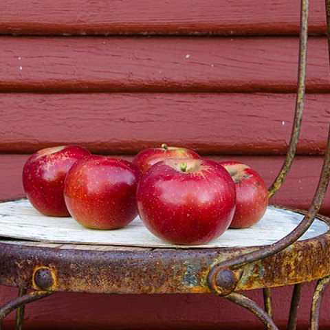 Apple Fruit Leather