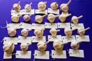 A Guide to Garlic Varieties